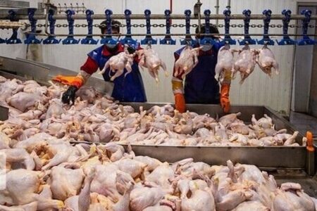 تولید بیش از 30 هزار تن گوشت مرغ در چهارمحال و بختیاری