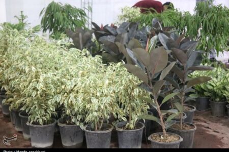 تولید بیش از یک میلیون و 100 هزار تن محصول علوفه‌ای در آذربایجان شرقی