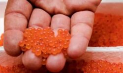 جهش تولید در پرورش آبزیان در اردبیل