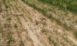 خسارت 9 همتی به کشاورزی خوزستان در بارندگی‌های اخیر