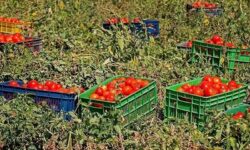 روزانه 1500 تن گوجه‌فرنگی از مزارع استان بوشهر برداشت می‌شود
