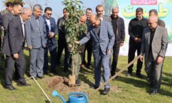 سهم استان گیلان از طرح ملی «یک میلیارد نهال» محقق شد