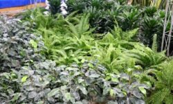 صادرات گل و گیاهان زینتی محلات به ترکمنستان