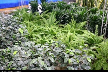 صادرات گل و گیاهان زینتی محلات به ترکمنستان