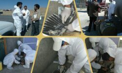 طرح ملی پایش آنفولانزای پرندگان بر روی 19 هزار طیور خراسان رضوی