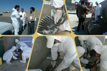 طرح ملی پایش آنفولانزای پرندگان بر روی 19 هزار طیور خراسان رضوی