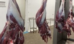عرضه بیش از 5600 تن گوشت مرغ گرم در هرمزگان از ابتدای سال