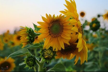 فعالیت 5 مزرعه گردشگری در شهرستان ملایر