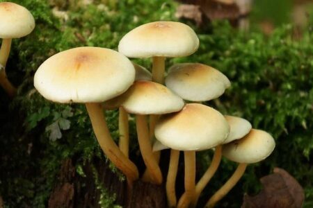 قارچ‌های مرگبار در کمین بهار کردستان؛ 24 نفر مسموم شدند