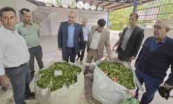 لنگرود رکورددار خرید برگ سبز چای در گیلان / 160 تن در 5 روز