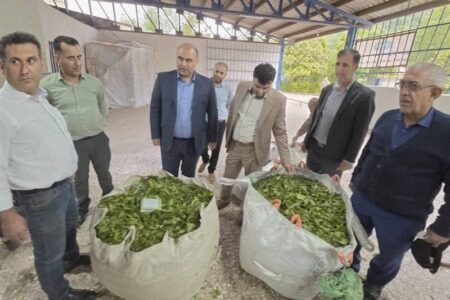لنگرود رکورددار خرید برگ سبز چای در گیلان / 160 تن در 5 روز