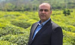 لنگرود قهرمان پرداخت مطالبات چای/ 3 ماه زودتر از سایر شهرستان‌ها