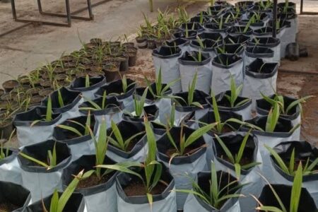 پرداخت 30 درصد بهای محصولات کشاورزی در قالب کیف پول بانک کشاورزی