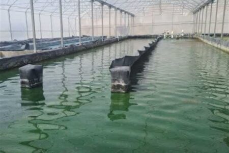 پرورش جلبک اسپیرولینا در سواحل بوشهر/20 تن جلبک وارد چرخه تولید شد