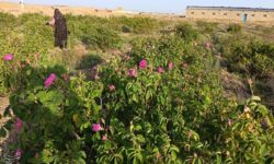 پیش‌بینی برداشت 150 تن گل محمدی در گناباد