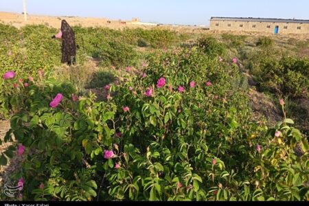 پیش‌بینی برداشت 150 تن گل محمدی در گناباد