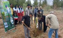 کاشت 1500 اصله نهال در 12 شهرستان خراسان جنوبی+ عکس
