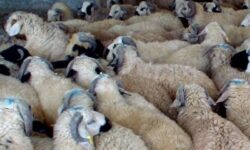 4 تیم دامپزشکی مهاباد بر ذبح دام‌های عید قربان نظارت می‌کنند