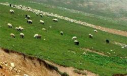 اجرای 65 طرح مرتعداری در زرندیه؛ 50طرح به بهره‌برداران واگذار شد