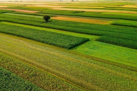 اجرای الگوی کشت باغی در 240 هزار هکتار از اراضی کشاورزی خراسان رضوی