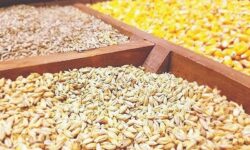 توزیع بیش از 146 هزار تن نهاده دام و طیور در قزوین