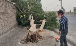 خسارت 20 میلیاردی طوفان در ‌بیرجند؛ سقوط 100 درخت