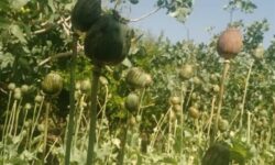 رصد کشت گیاهان ممنوعه در استان قزوین