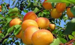 سرمای بی‌سابقه بهاره در شاهرود/ خسارت به 60 درصد باغات زردآلو