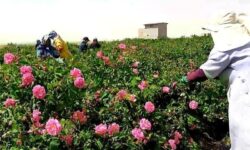 صرفه‌جویی 60 درصدی آب با کشت گل محمدی در زهک