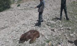 مرگ تلخ خرس ماده دردنا؛شکارچیان دوباره حیات‌وحش را نشانه رفتند+تصاویر