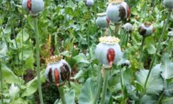 هشدار عادی‌سازی کشت گیاهان ممنوعه در لرستان