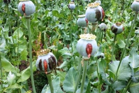هشدار عادی‌سازی کشت گیاهان ممنوعه در لرستان