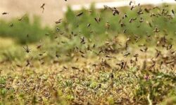 هشدار نسبت به گسترش لشکر ملخ‌ها در 6 شهرستان خراسان جنوبی