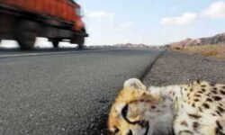 وقتی آزادراه از قلب زیستگاه یوز آسیایی عبور می‌کند؛ یوز در محاصره!