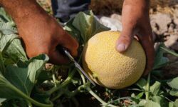 کشت 450 هکتار طالبی و شمام در بستک