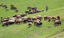 آیا واگذاری طرح‌های مرتعداری می‌تواند مانع مرگ تدریجی مراتع شود؟
