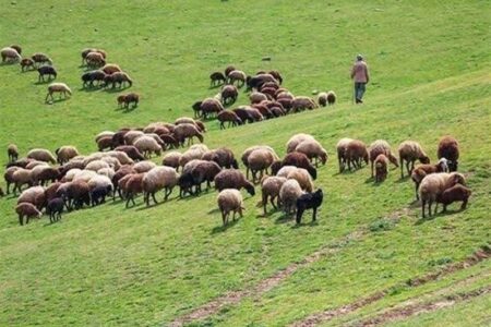 آیا واگذاری طرح‌های مرتعداری می‌تواند مانع مرگ تدریجی مراتع شود؟