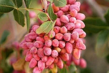 ارتقای کیفیت محصول 10 هزار هکتار باغ پسته ابرکوه ‌