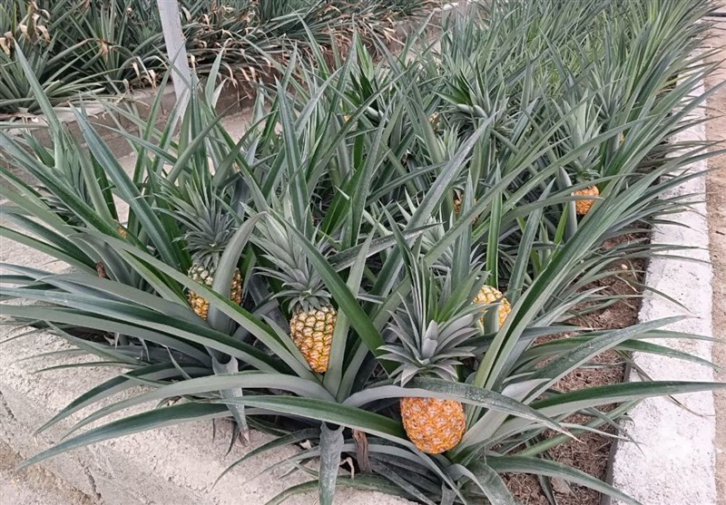 اخبار بلوچستان , اخبار چابهار , 
