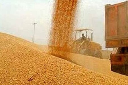 خرید گندم در گلستان از 800 هزار تن گذشت