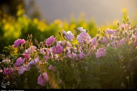 روایت تسنیم از بهار گل محمدی در شمال؛ عطر صبح در شیب‌ سبز