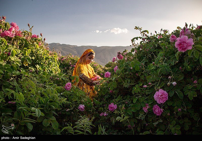 اخبار استان مازندران , اخبار ساری , 