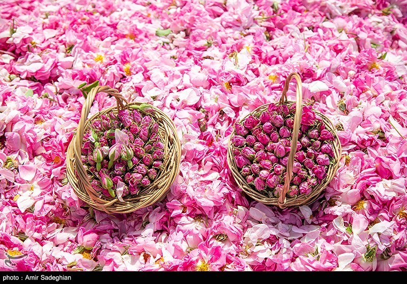 اخبار استان مازندران , اخبار ساری , 
