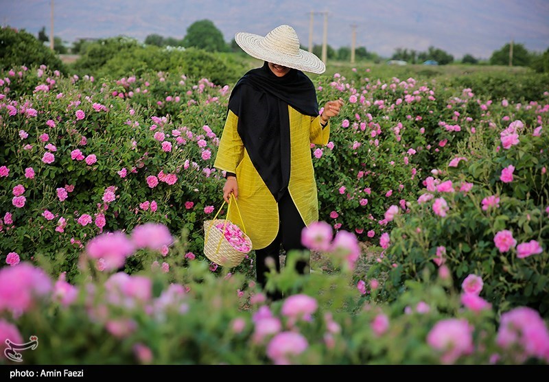 اخبار استان مازندران , اخبار ساری , 