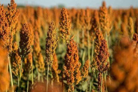 روایت یک موفقیت در سیستان؛ وقتی الگوی کشت با اقلیم آشتی می‌کند