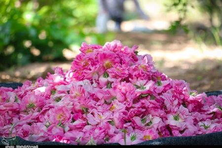 رونق گل محمدی در ملایر با وجود کم‌آبی / 40 درصد محصول گلاب می‌شود