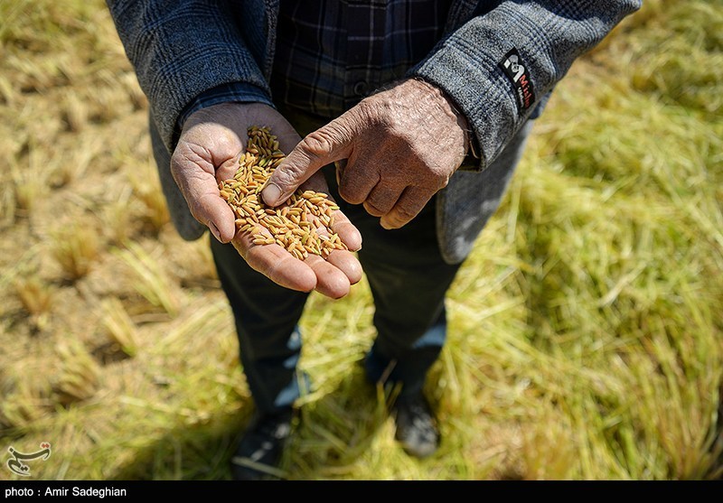 اخبار استان مازندران , اخبار ساری , نظام مسائل استان , نظام مسائل استان مازندران , 