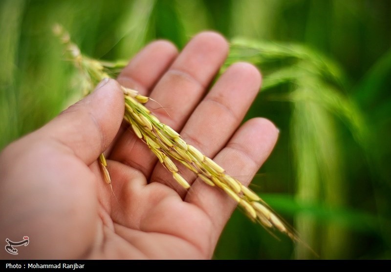 اخبار استان مازندران , اخبار ساری , نظام مسائل استان , نظام مسائل استان مازندران , 