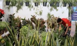 لوکس شدن گل و گیاه در اصفهان؛کاهش سرانه مصرف و نگرانی از رکود بازار