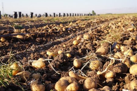 مجوز صادرات 10 هزارتن سیب زمینی صادر شد